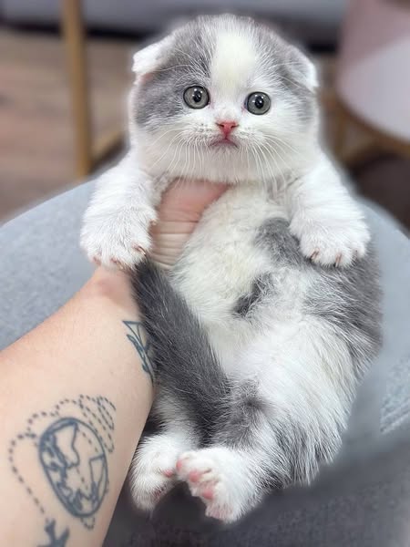 Munchkin Fold