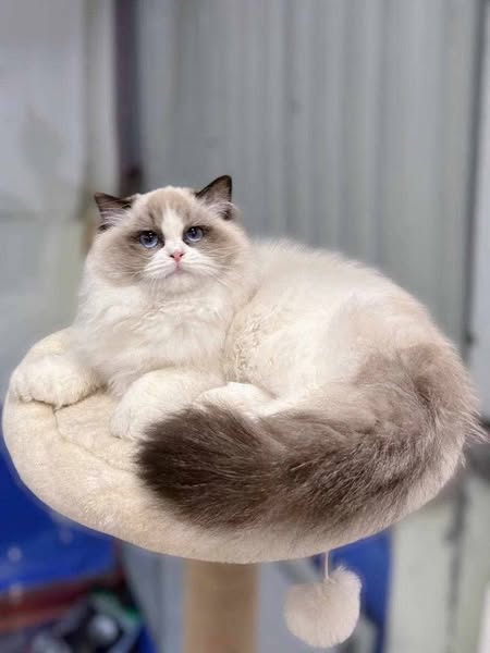 Ragdoll