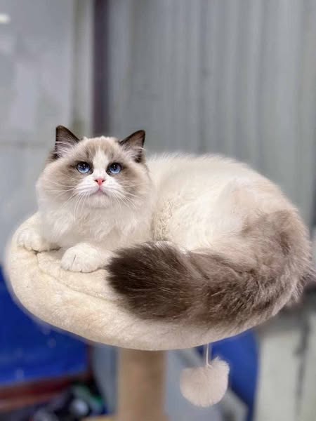Ragdoll