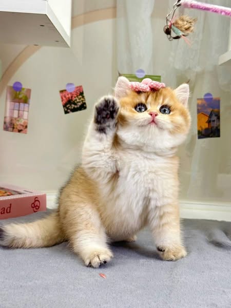 British Shorthair