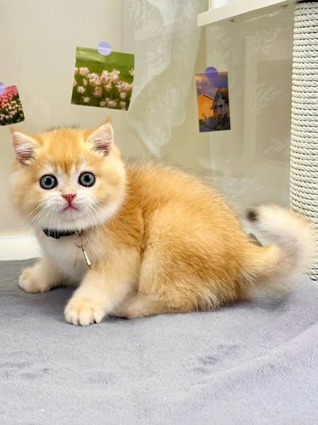 British Shorthair