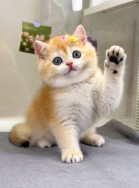 British Shorthair