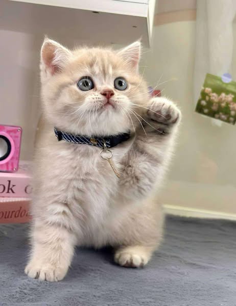 British Shorthair