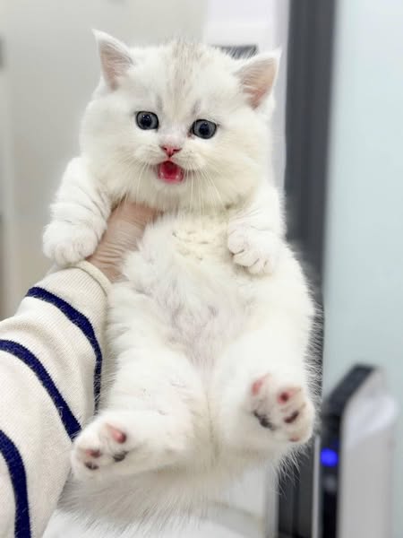 Munchkin