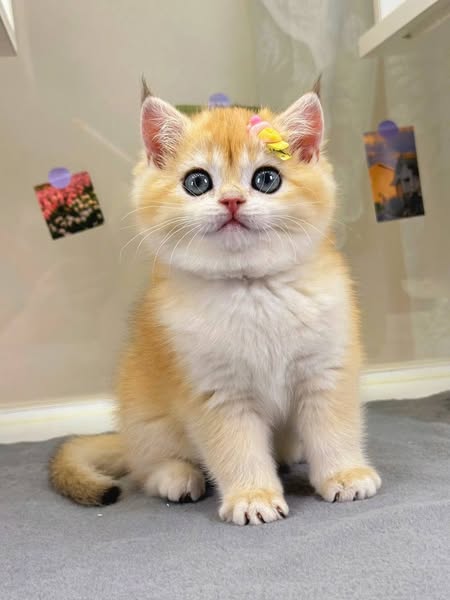 British Shorthair