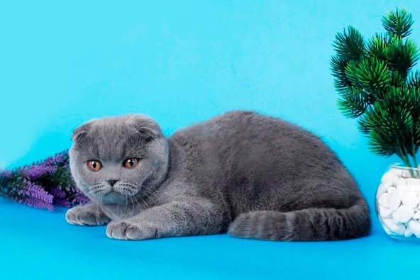 Scottish Fold