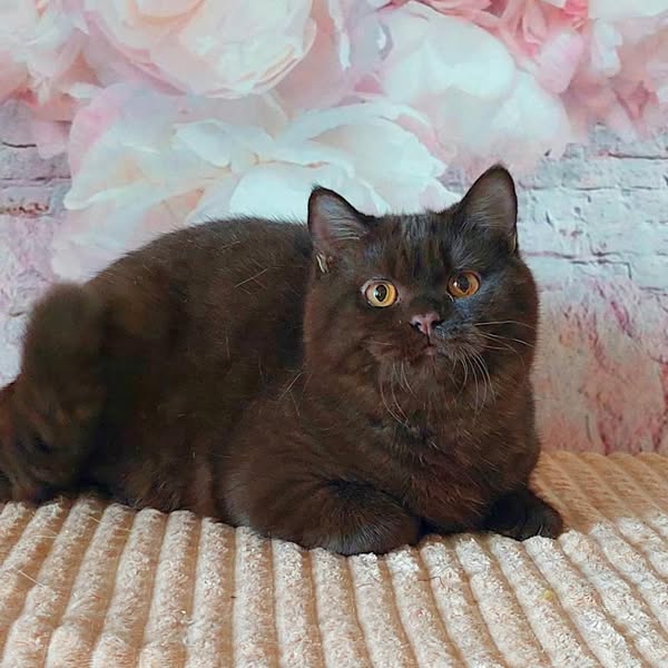British Shorthair
