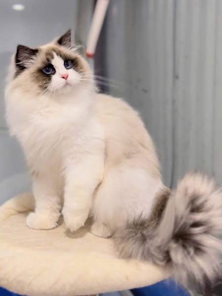Ragdoll