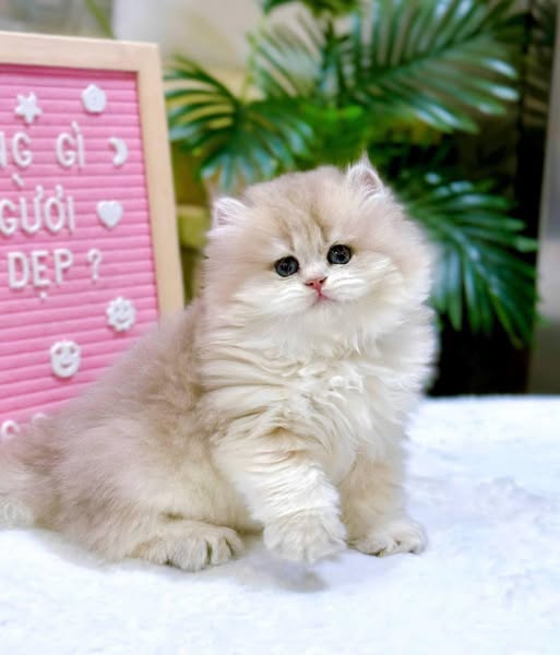 British Shorthair