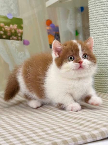 Munchkin