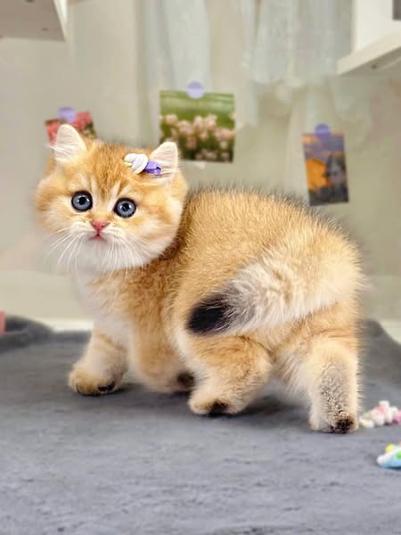 British Shorthair