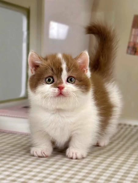 Munchkin