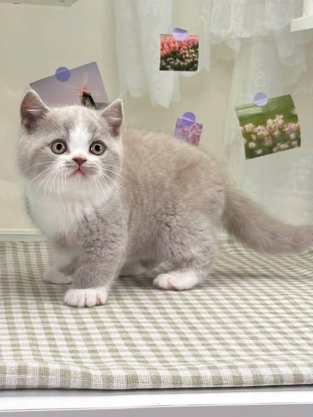 British Shorthair