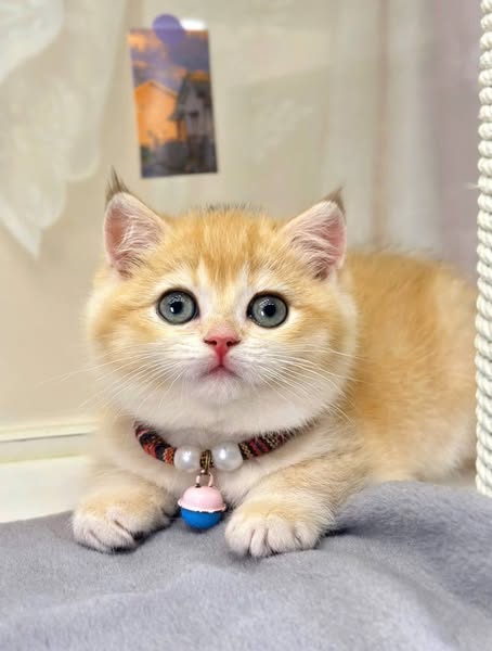 British Shorthair