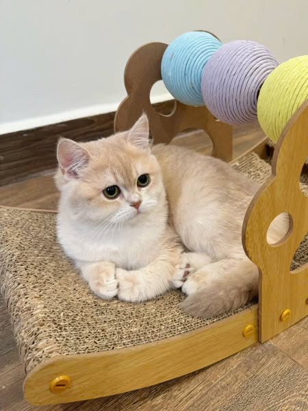 British Shorthair