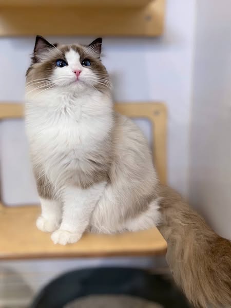 Ragdoll