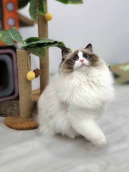 Ragdoll
