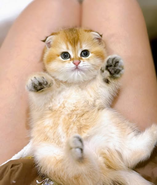 Scottish Fold