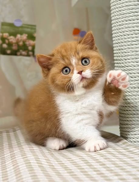 Munchkin