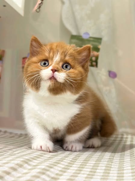Munchkin