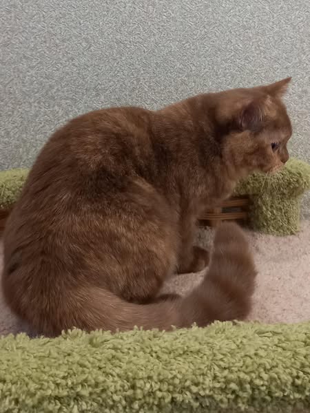 British Shorthair
