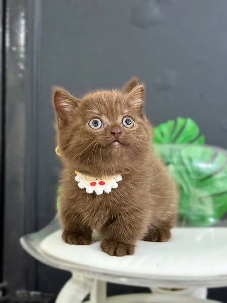 Munchkin