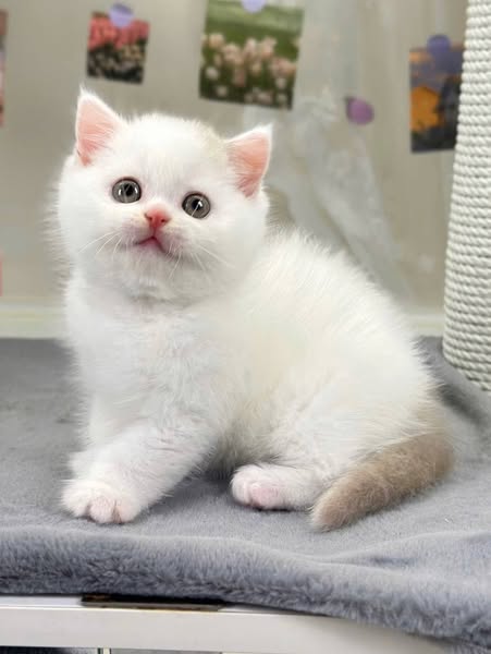 British Shorthair