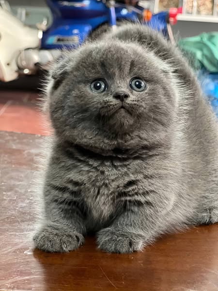 Munchkin Fold