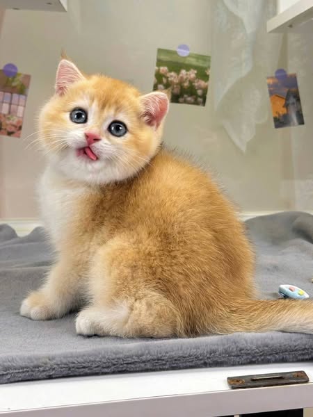 British Shorthair