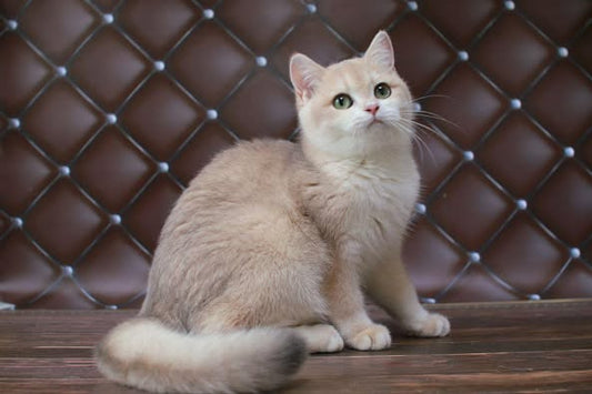 British Shorthair