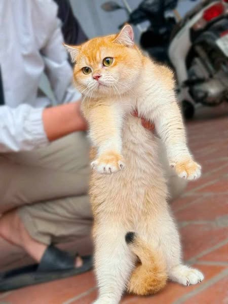 British Shorthair