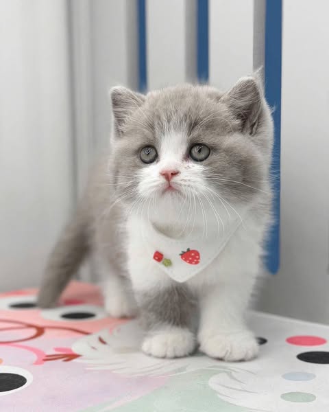 British Shorthair
