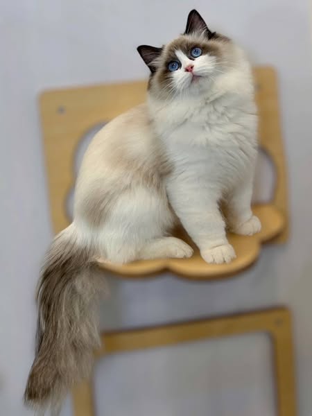 Ragdoll
