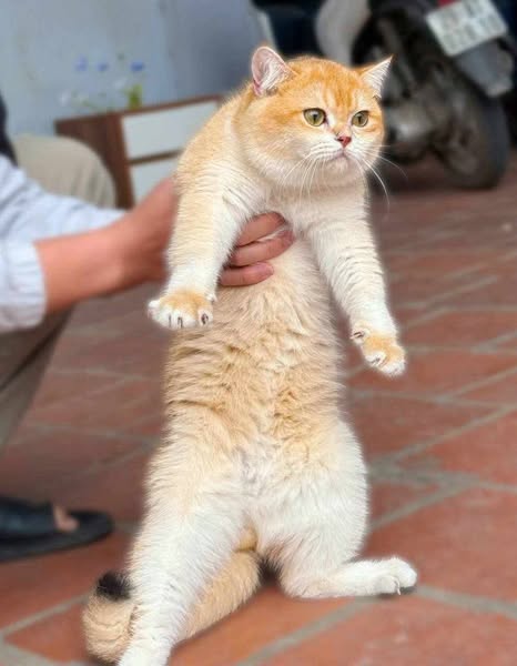 British Shorthair