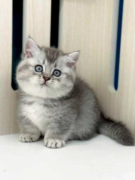 Munchkin