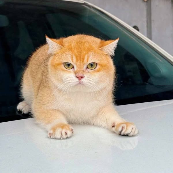 British Shorthair