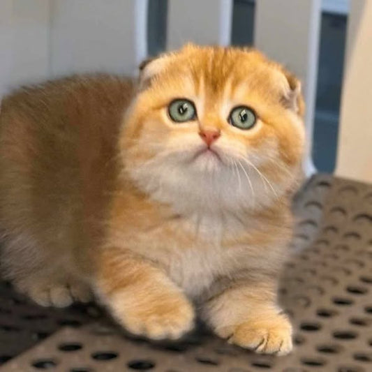 Scottish Fold