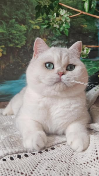 British Shorthair