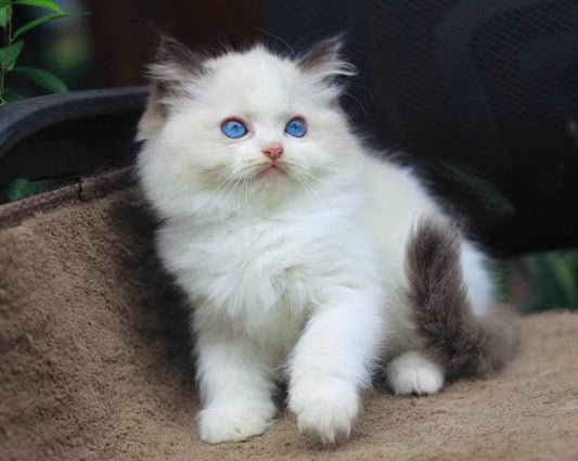 Ragdoll