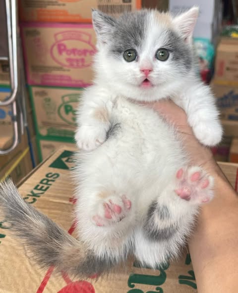Munchkin