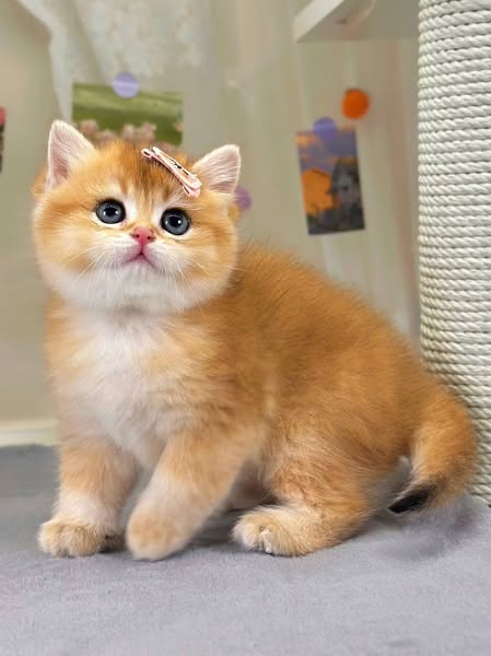 British Shorthair