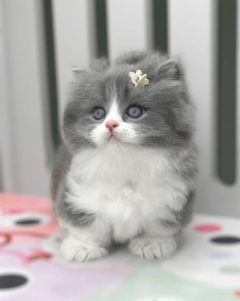 Munchkin Longhair