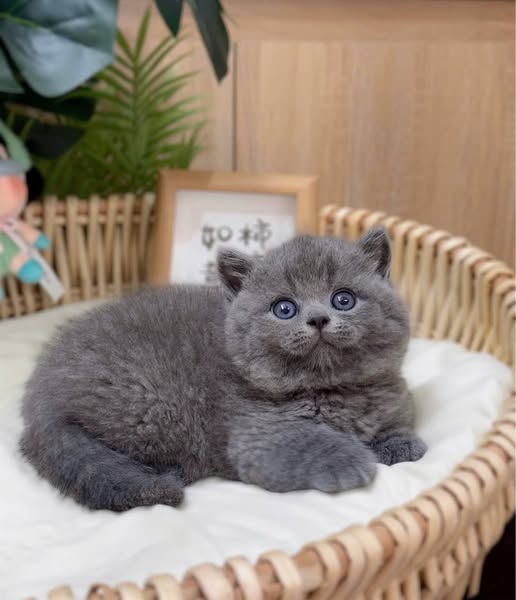 Munchkin