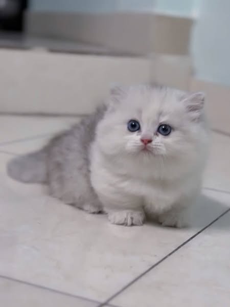 Munchkin Longhair