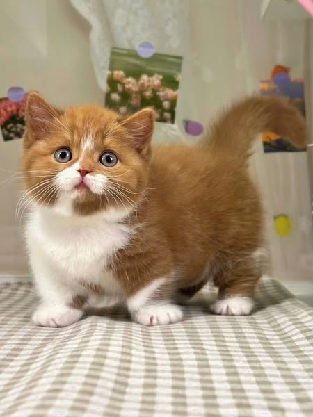 Munchkin