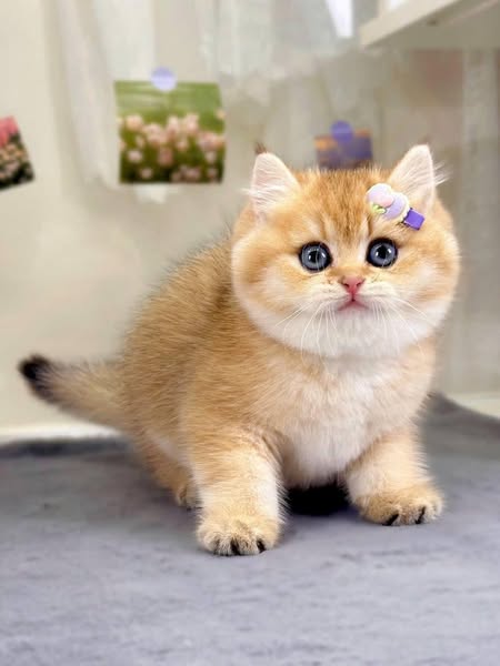 British Shorthair