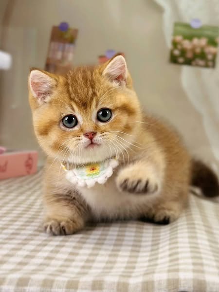 Munchkin