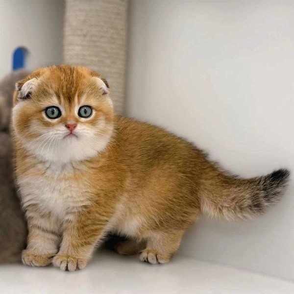 Scottish Fold