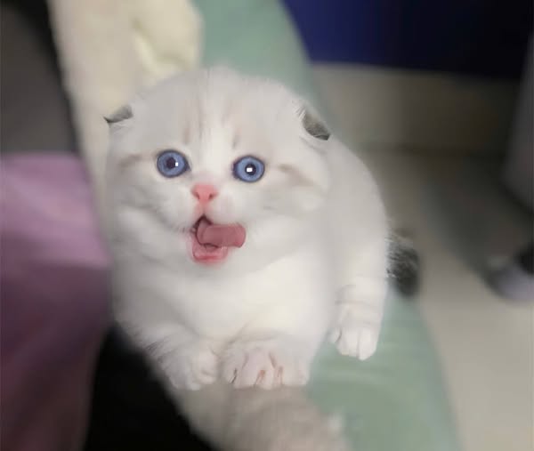 Munchkin Fold