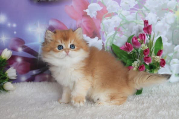 British Longhair